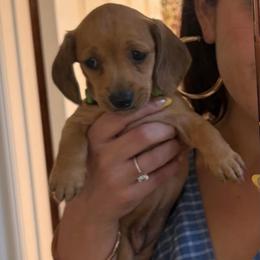 Female 1,800 - Black and tan female Dachshund puppy in Temecula, California from Odie and Ollie the Weiners