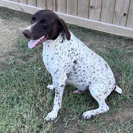 German Shorthaired Pointers from Burch legacy kennels