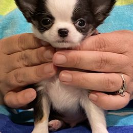Chihuahua Puppies from TipTop Chihuahuas