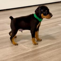 Video Freddie - Black and tan male Miniature Pinscher puppy in Eatonton, Georgia from TNT Puppies