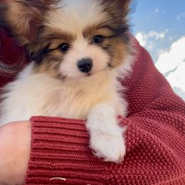 Papillon Puppies from Tylane Papillons