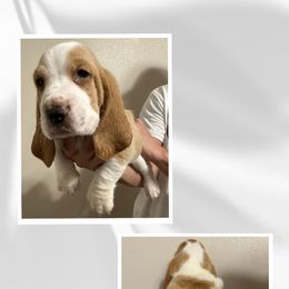 Basset Hound Puppies from Mariah Ochoa