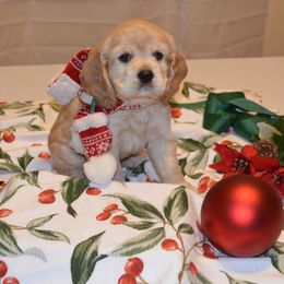 Cocker Spaniels from Rada's Puppies