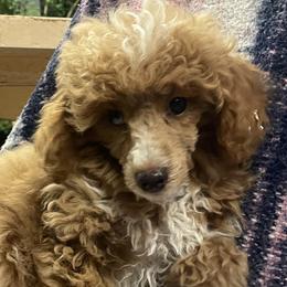 Poodles from Cami’s Colorado Cuties