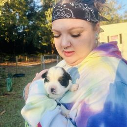 Zoey - Black tri female Miniature Australian Shepherd puppy in Interlachen, Florida from Lucky Bones Miniature Australian Shepherds