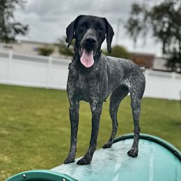 German Shorthaired Pointers from Owl Ranch GSP