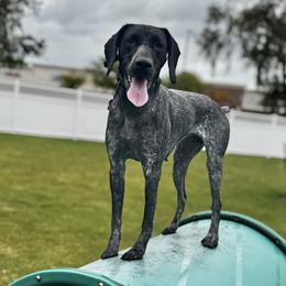 German Shorthaired Pointers from Owl Ranch GSP