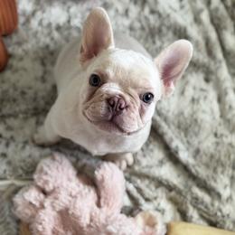 Viscount Anthony - White male French Bulldog puppy in Conroe, Texas from Haynes French Bulldogs