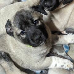 Kangal Puppies from Black Locust Katahdins