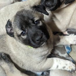 Kangal Puppies from Black Locust Katahdins