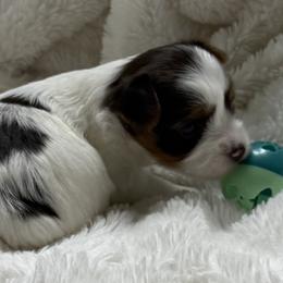 Dahlia AKC - Chocolate, tan and white female Yorkshire Terrier puppy in Labelle, Florida from Chocolate and Parti Yorkies in Florida