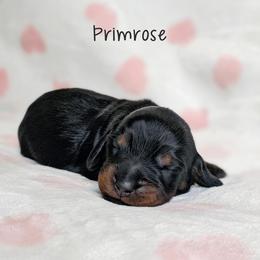 AKC Champion-bred Primrose - Black and tan female Dachshund puppy in Danbury, New Hampshire from Maplewood Mountain Farm