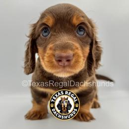 Milo - Chocolate and tan male Dachshund puppy in Houston, Texas from Texas Regal Dachshunds LLC