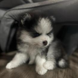 Oreo - Black and white female Pomsky puppy in West Sacramento, California from Pinkie's Pomskies