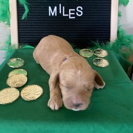 Cockapoo Puppies from Country J Canines