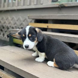 Millie - Black and white female Cardigan Welsh Corgi puppy in Wekiwa Springs, Florida from It is Corgiland