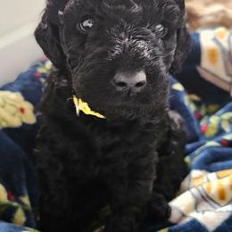 Bubbles - Black female Goldendoodle puppy in Harris County, Texas from Cute & Curly Doodles