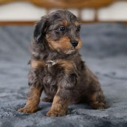 Eeyore - Blue merle male Aussiedoodle puppy in Casa, Arkansas from Blue Diamond Puppies