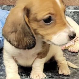 Dachshund Puppies from Nana’s Pups Miniature Dachshunds