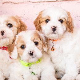 Aussiedoodles, Cavapoos, and Goldendoodles from Ever After Doodles Arizona