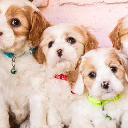 Aussiedoodles, Cavapoos, and Goldendoodles from Ever After Doodles Arizona