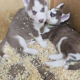 Summer - Sable and white female Siberian Husky puppy in Springfield, Massachusetts from 16acreshuskies