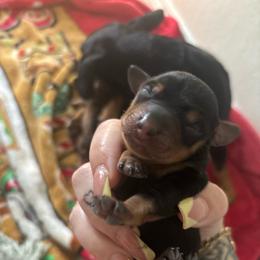 Brian O'Connor - Black and tan male Dachshund puppy in Converse, Texas from JP's South Texas Dachshunds