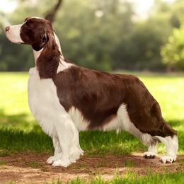 English Springer Spaniel puppies from Ebenezer Valley ESS