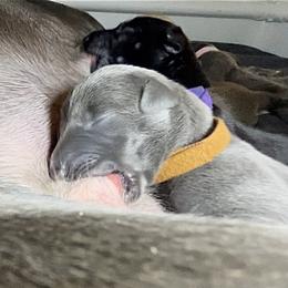 Boy 4 - Blue male Greyhound puppy in Cedar Glen, California from Hook Creek Farms