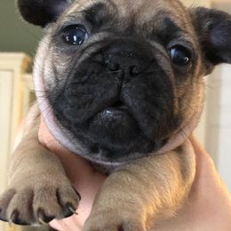 French Bulldog Puppies from Heather's Frenchies