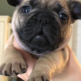 French Bulldog Puppies from Heather's Frenchies