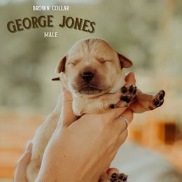 Labrador Retriever Puppies from Parsons Farmstead Retrievers