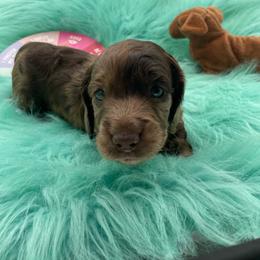 Jake - Dapple male Dachshund puppy in Sarah, Mississippi from White's Mississippi Doxies