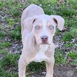 Kimber - Catahoula Leopard Dog