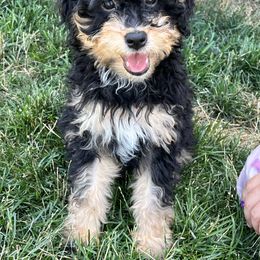 Milly - Tri-color female Bernedoodle puppy in Caldwell, Idaho from Treasure Valley Poodles