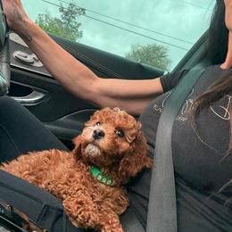 Mo - Red male Cavapoo puppy in South Jordan, Utah from Wasatch Pup