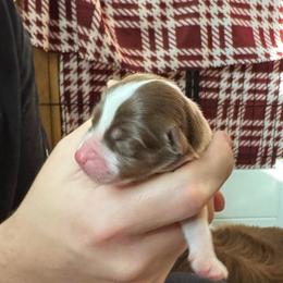 Boy 4 - Red tri-color male Australian Shepherd puppy in Jacksonville, Florida from Solace Australian Shepherds