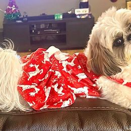 Lolita (Lola) - Black gold and white Shih Tzu puppy in Arizona from ShihTzu love