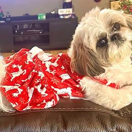 Lolita (Lola) - Black gold and white Shih Tzu puppy in Arizona from ShihTzu love