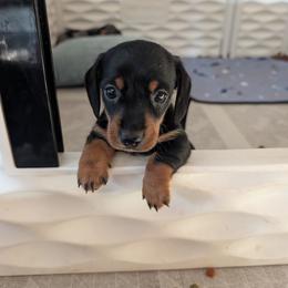 Charcoal - Black and tan female Dachshund puppy in Hope, Michigan from Knotty Woods/ Hope Heelers