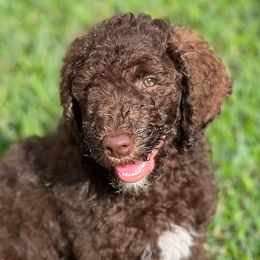 Moon pie - Brown and white Sheepadoodle puppy in Austin, Texas from Darling Doodles