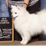 American Eskimo Dogs from Wintersun Eskies of Tennessee
