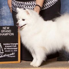 American Eskimo Dogs from Wintersun Eskies of Tennessee