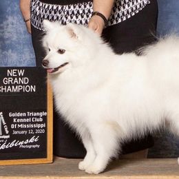 American Eskimo Dogs from Wintersun Eskies of Tennessee