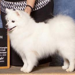 American Eskimo Dogs from Wintersun Eskies of Tennessee