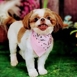 Pumpkin - Shih Tzu