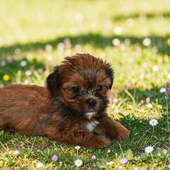 Jester - Blue and tan male Shorkie puppy in Delta, Colorado from SATA Kennels