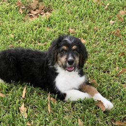 Bernedoodle and Goldendoodle Puppies from Heartfelt GoldenDoodles