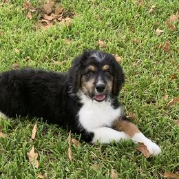 Bernedoodle and Goldendoodle Puppies from Heartfelt GoldenDoodles