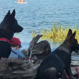 German Shepherd Puppies from Diwaids Working German Shepherd Dogs